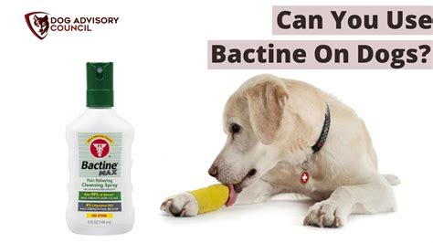 Is bactine max safe for dogs. Things To Know About Is bactine max safe for dogs. 
